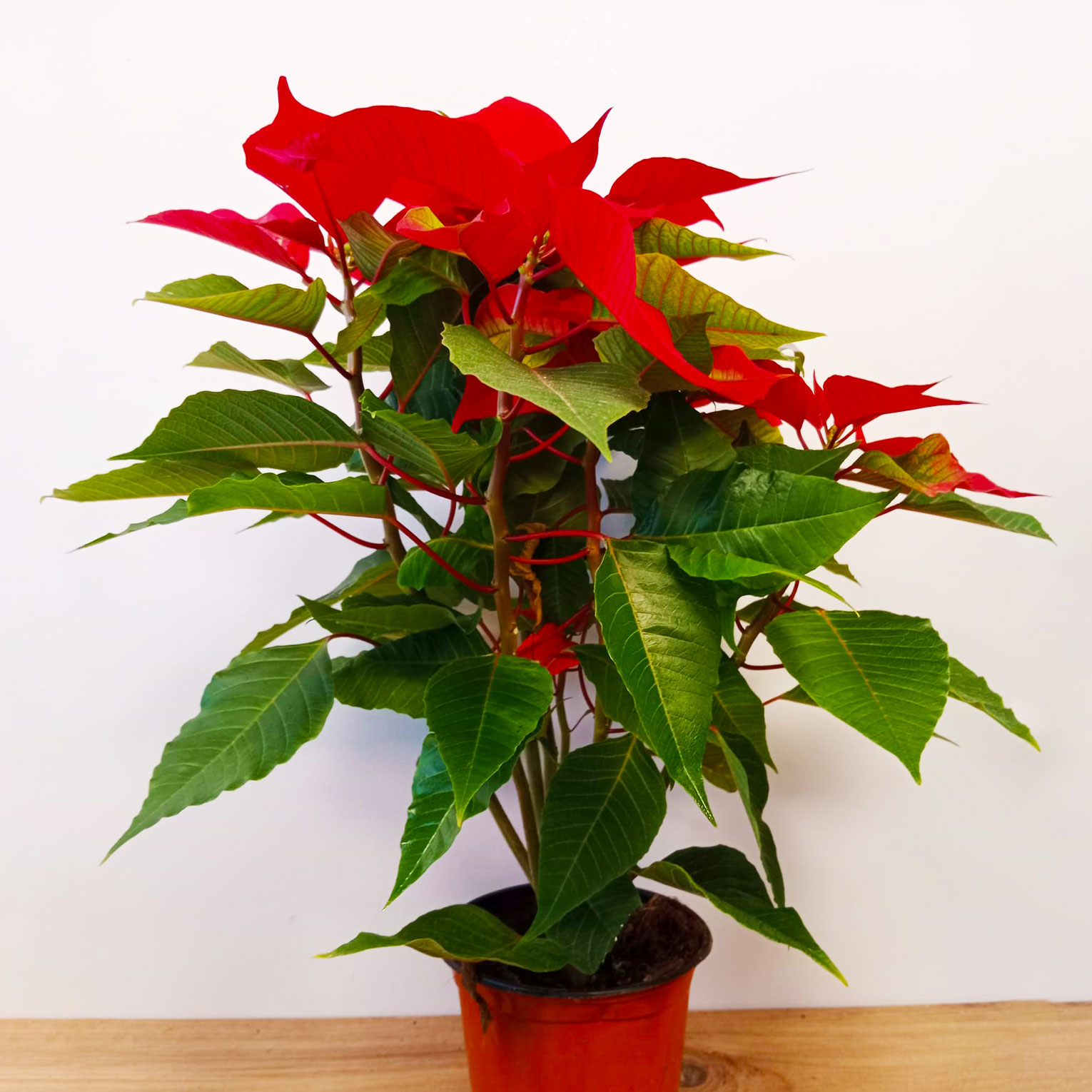 ATATÜRK ÇİÇEĞİ