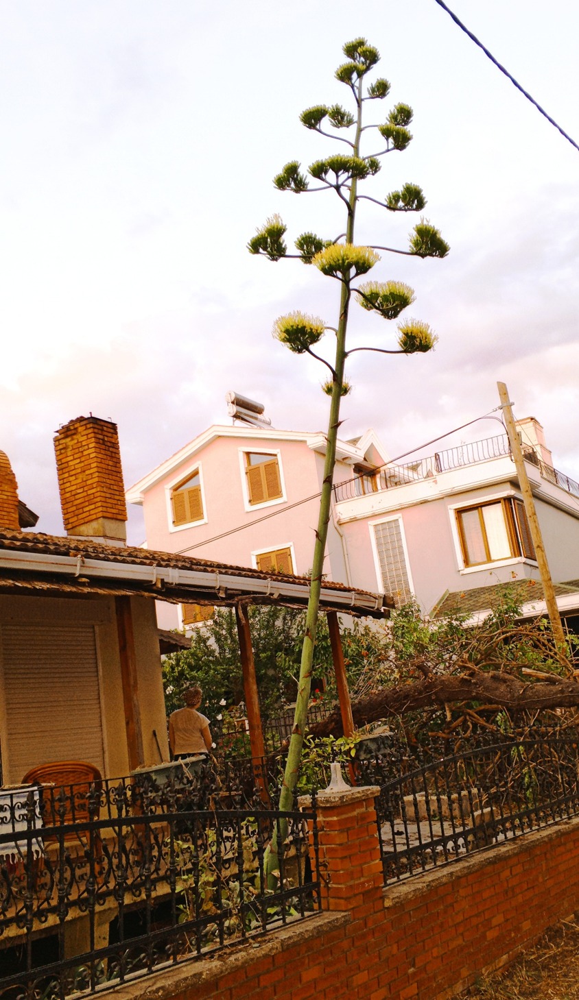 SABIR OTU: BİR MERHABA VE VEDA SENFONİSİ