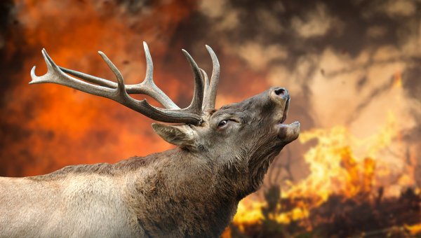 Küller Arasında Nefes