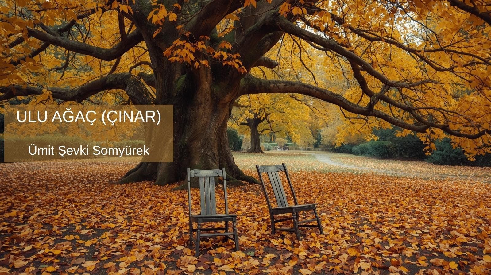 ULU AĞAÇ (ÇINAR)
