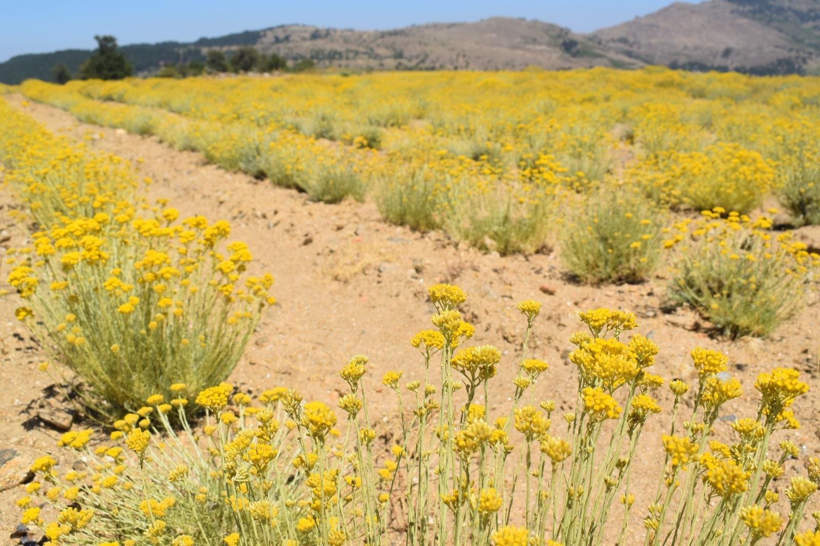 Bozdoğan’da Aromatik Mucize: Lavanta ve Ölmez Çiçek Hasadı Kutlandı